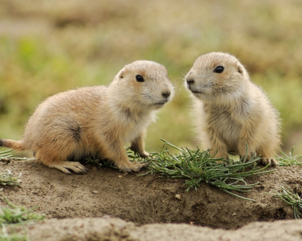 Prairie-Dogs-Baby-Animals-2048x2560