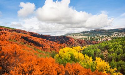 Los 4 bosques en Madrid más famosos