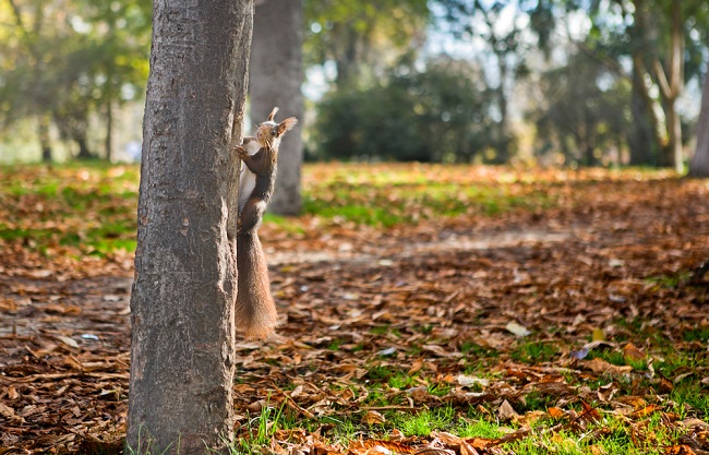 bosques en madrid