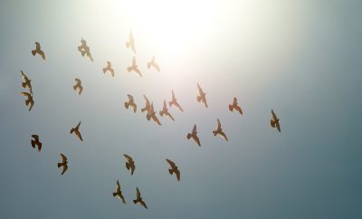 Un pedazo de naturaleza en medio de la gran ciudad