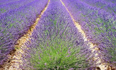 Lavender festival in Brihuega, the Spanish Provence